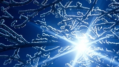 Spring sun tree blue