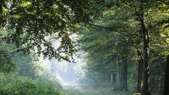 Springtime forest in germany