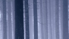 Spruce Norway forests