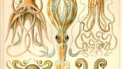 Squid octopuses infographics