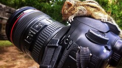 squirrel camera canon Canon 7D Animals