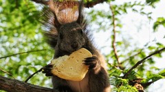 Squirrels croissants Animals bread