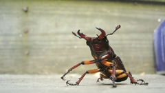 Stag beetle Rawr high