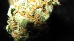 Stank drugs give them