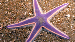 Starfish