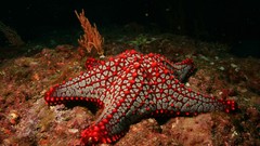 Starfish HDR Photography