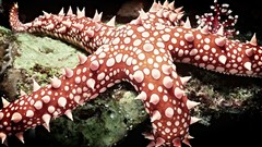 Starfish sealife