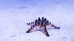 Starfish seashells seastars