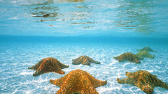 Starfish underwater