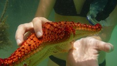 Starfish underwater bikini sealife