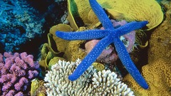 Starfish underwater coral reef