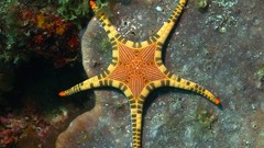Starfish underwater seastars