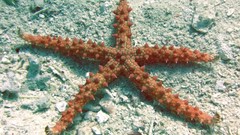 Stars ocean starfish underwater Albania sealife