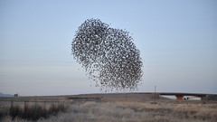 Steppe nature Birds flock