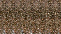Stereogram