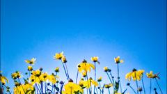 Stick Flowers widescreen flower