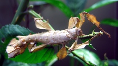 Stick insect high