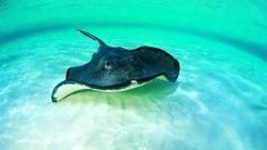 Stingray