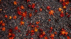 Stone maple high Resolution