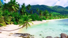 Stones coast tropics palm trees Beaches resort