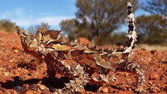 Stones Reptiles lizards thorny lizard