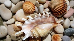 Stones seashells