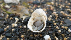 Stones shells hermit crabs
