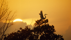 Storks everglades sunset Trees