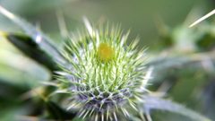 Strange Plant Needles flower