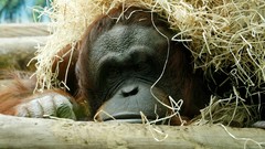 Straw primates orangutans Animals