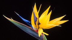 Strelitzia Plant flower blume