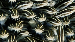 Striped eel Catfish lw