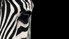 Stripes chrome zebras safari Chrome OS Mario Moreno