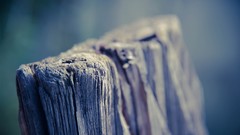 Structure close-up Wood depth of field