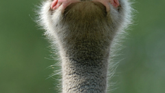 Struthio camelus high bird