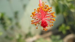 Style Needles spring hibiscus stamen five stigma filament red 