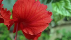 Style spring hibiscus flower petals corolla spring season