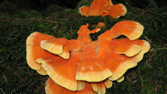 Sulphur shelf mushroom Taken