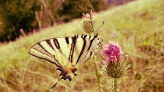 Summer Butterflies warm colors