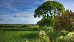 Summer by scotto high