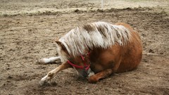 Summer Horses warm ponies