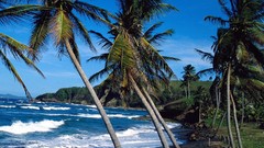 Summer palm trees Beaches waves saint lucia