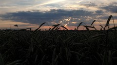Sun clouds fields 1905