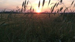 Sun clouds fields 1963