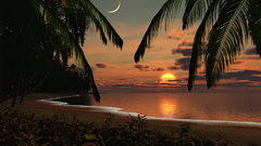 Sun palm trees Beaches