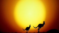 Sun silhouette kangaroo photo