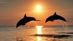 Sun silhouettes jumping Dolphins