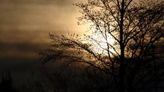 Sun tree and high Resolution lneewbiel