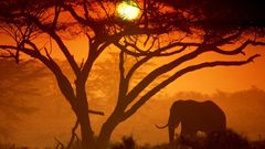 Sun Trees Animals wildlife
