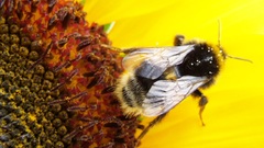 Sunflower insect macro bee